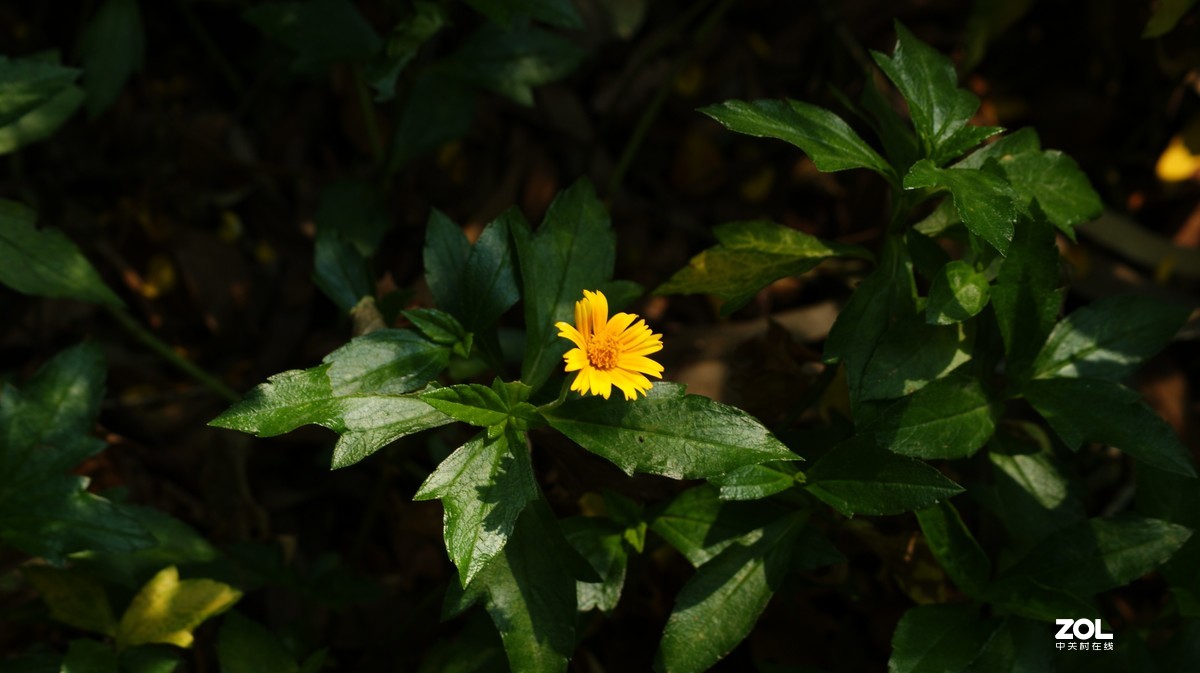 望牛亭公园之《花花草草》