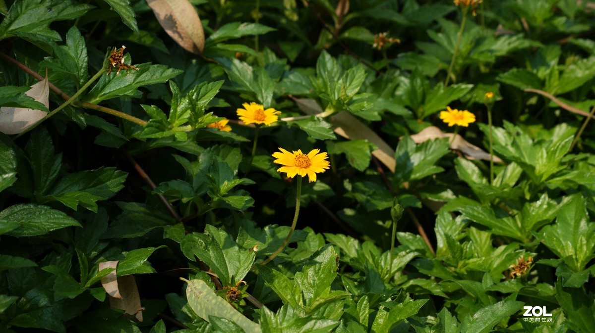 望牛亭公园之《花花草草》