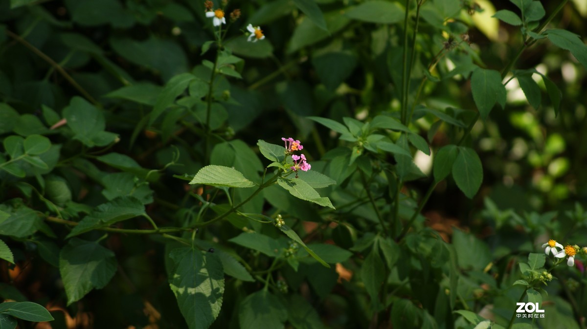 望牛亭公园之《花花草草》