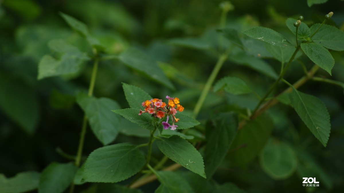 望牛亭公园之《花花草草》