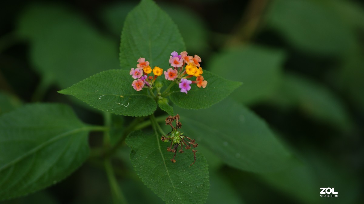 望牛亭公园之《花花草草》