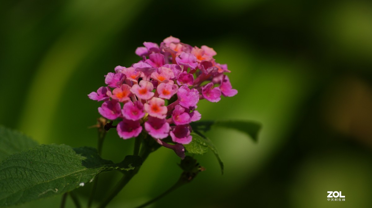 望牛亭公园之《花花草草》