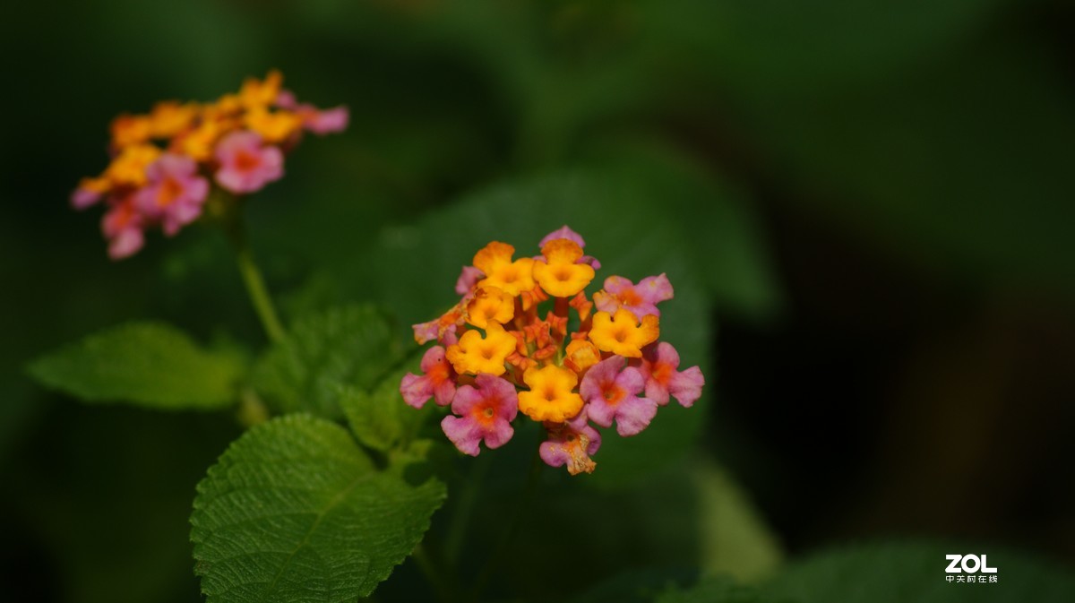 望牛亭公园之《花花草草》