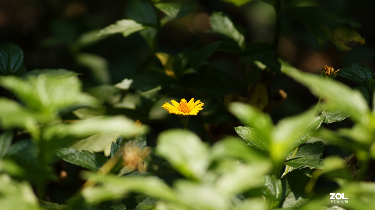 望牛亭公园之《花花草草》
