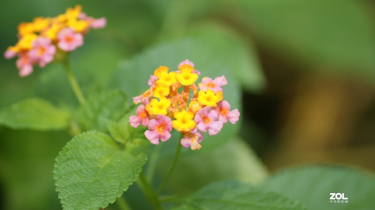 望牛亭公园之《花花草草》