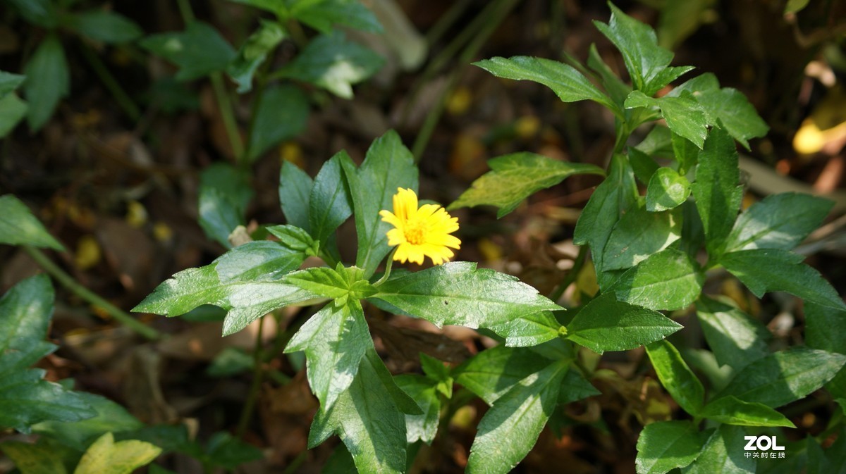 望牛亭公园之《花花草草》