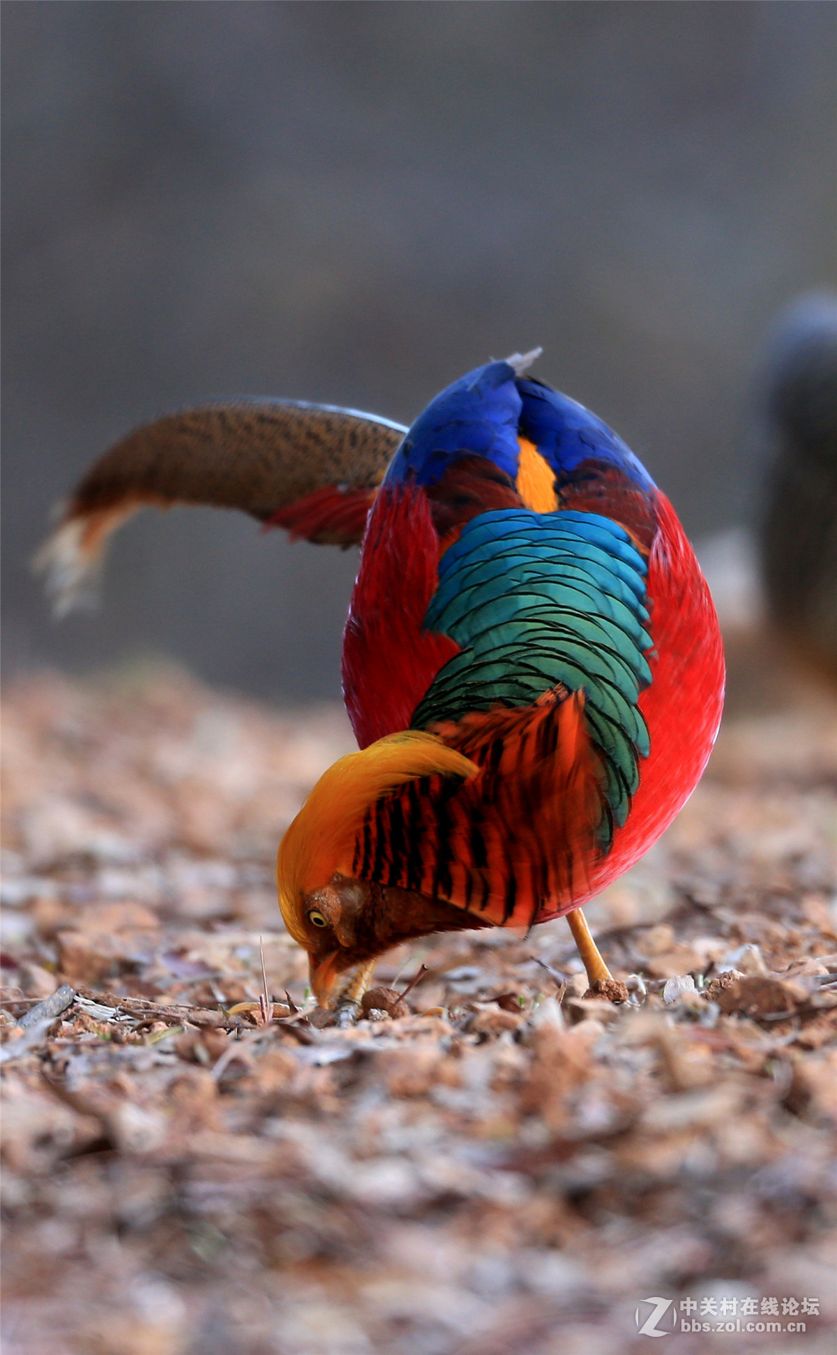 朋友拍的红腹锦鸡-中关村在线摄影论坛