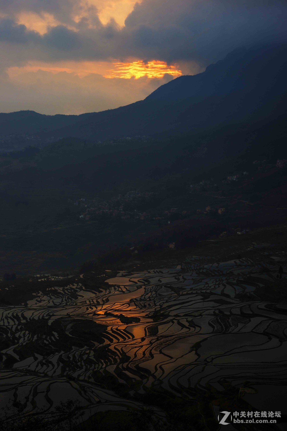 美丽的云南元阳多依树