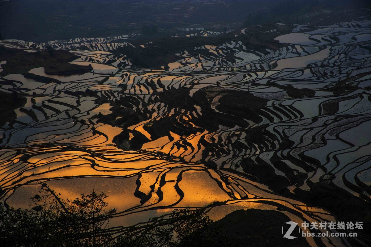 美丽的云南元阳多依树
