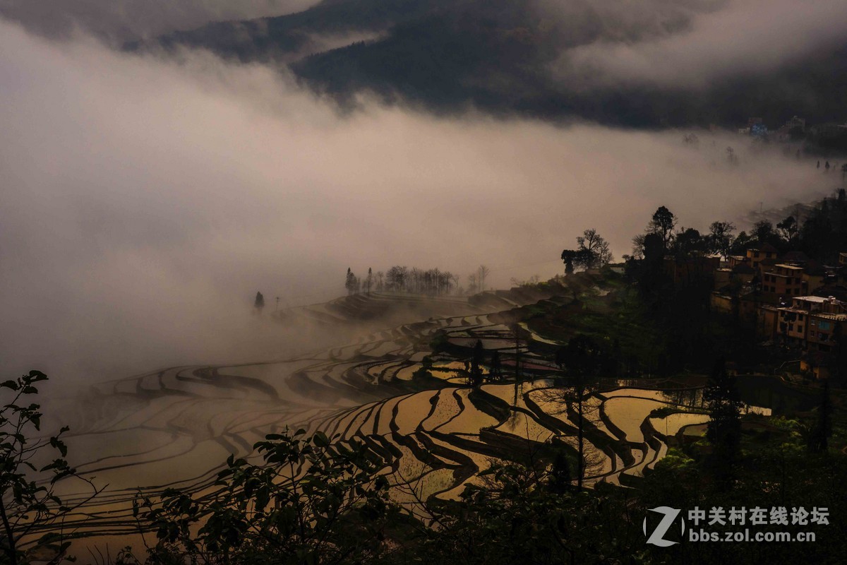 美丽的云南元阳多依树