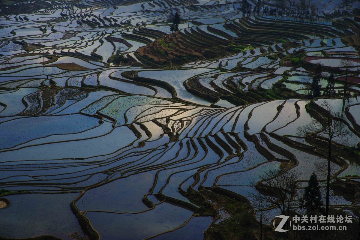 美丽的云南元阳多依树