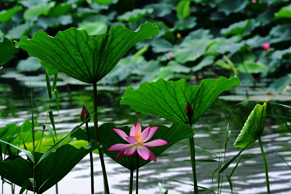 圆明园荷影——祝日照摄影星空(中国)成立一周年！