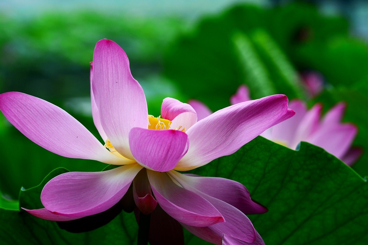 圆明园荷影——祝日照摄影星空(中国)成立一周年！