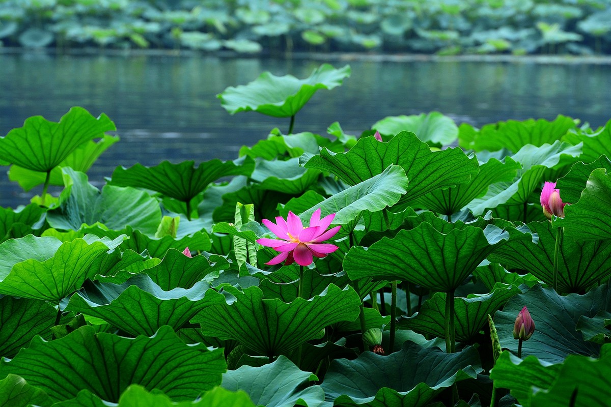 圆明园荷影——祝日照摄影星空(中国)成立一周年！