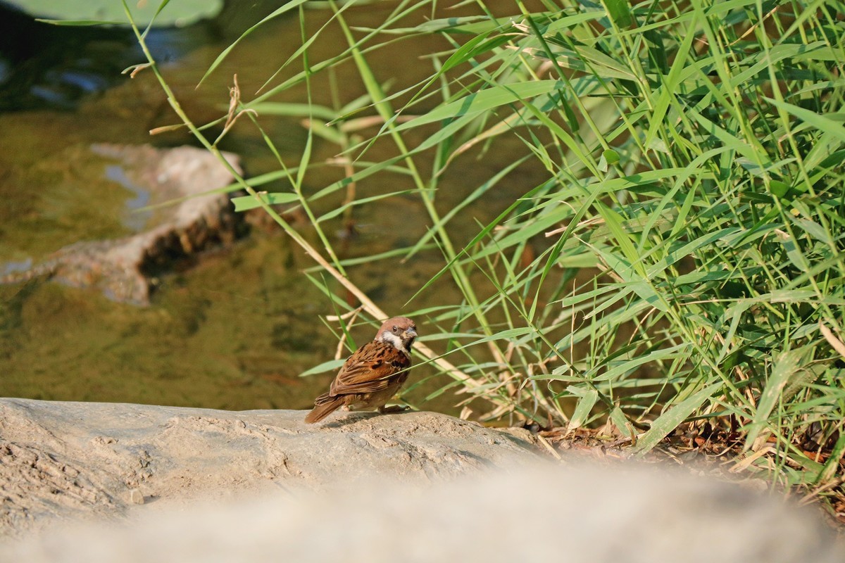 蹦蹦跳跳的小麻雀