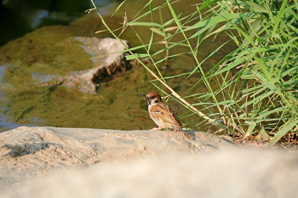 蹦蹦跳跳的小麻雀