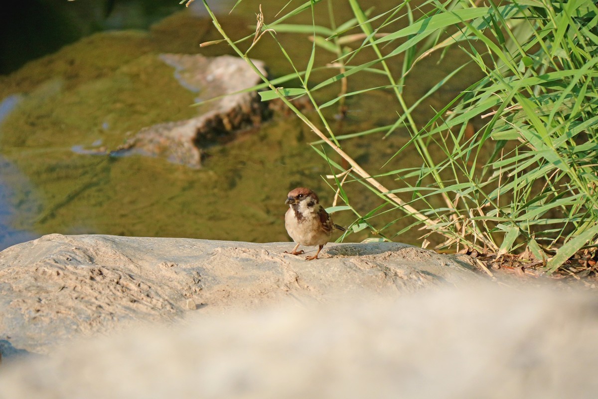 蹦蹦跳跳的小麻雀