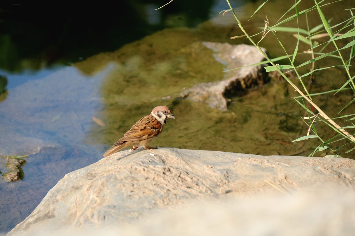 蹦蹦跳跳的小麻雀