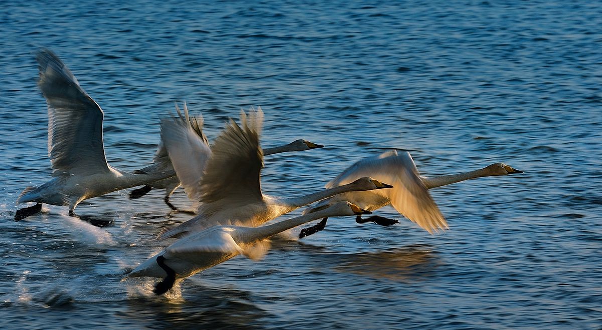 烟墩角天鹅之曲