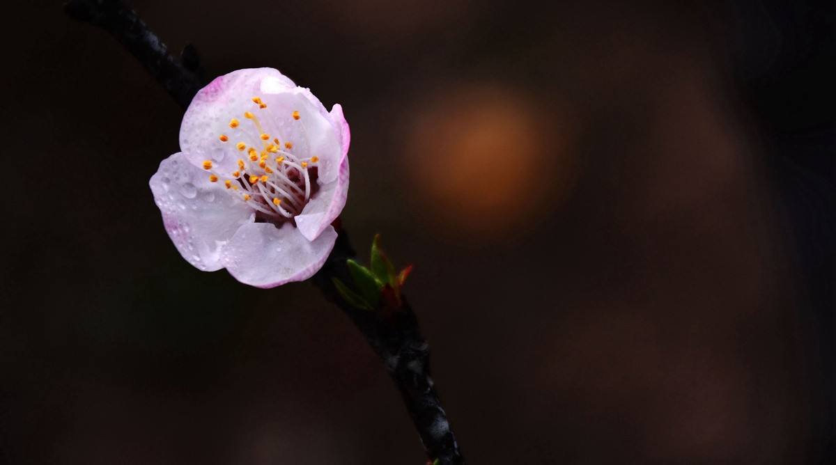 #尼康花卉作品赏析#【千树万树梨花开】 （老阿推荐）