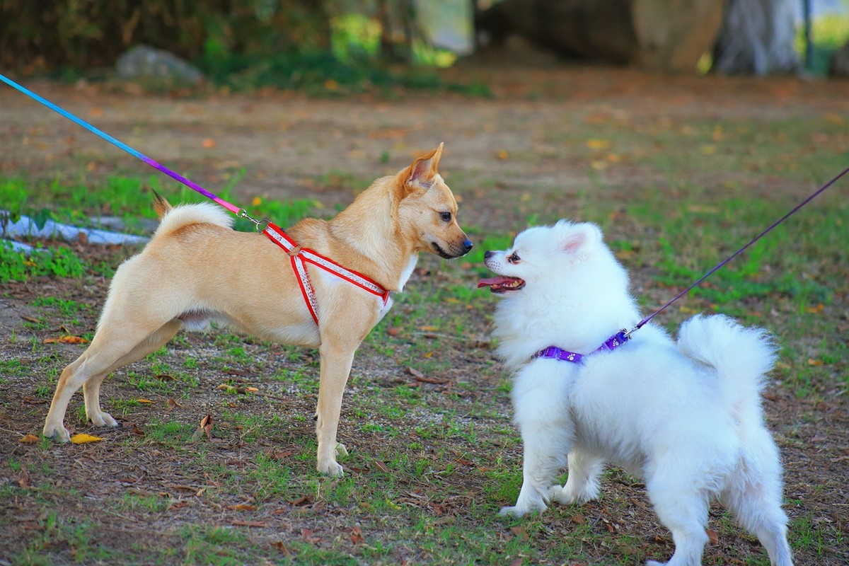 试拍廉价远摄镜头，效果喜出望外