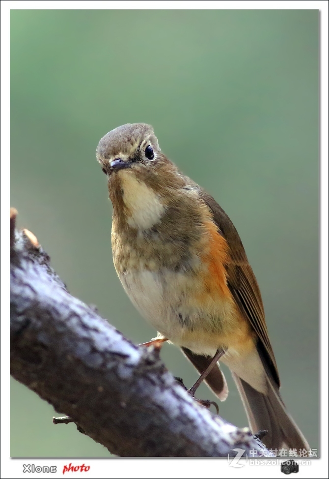 近拍红胁兰尾鸲