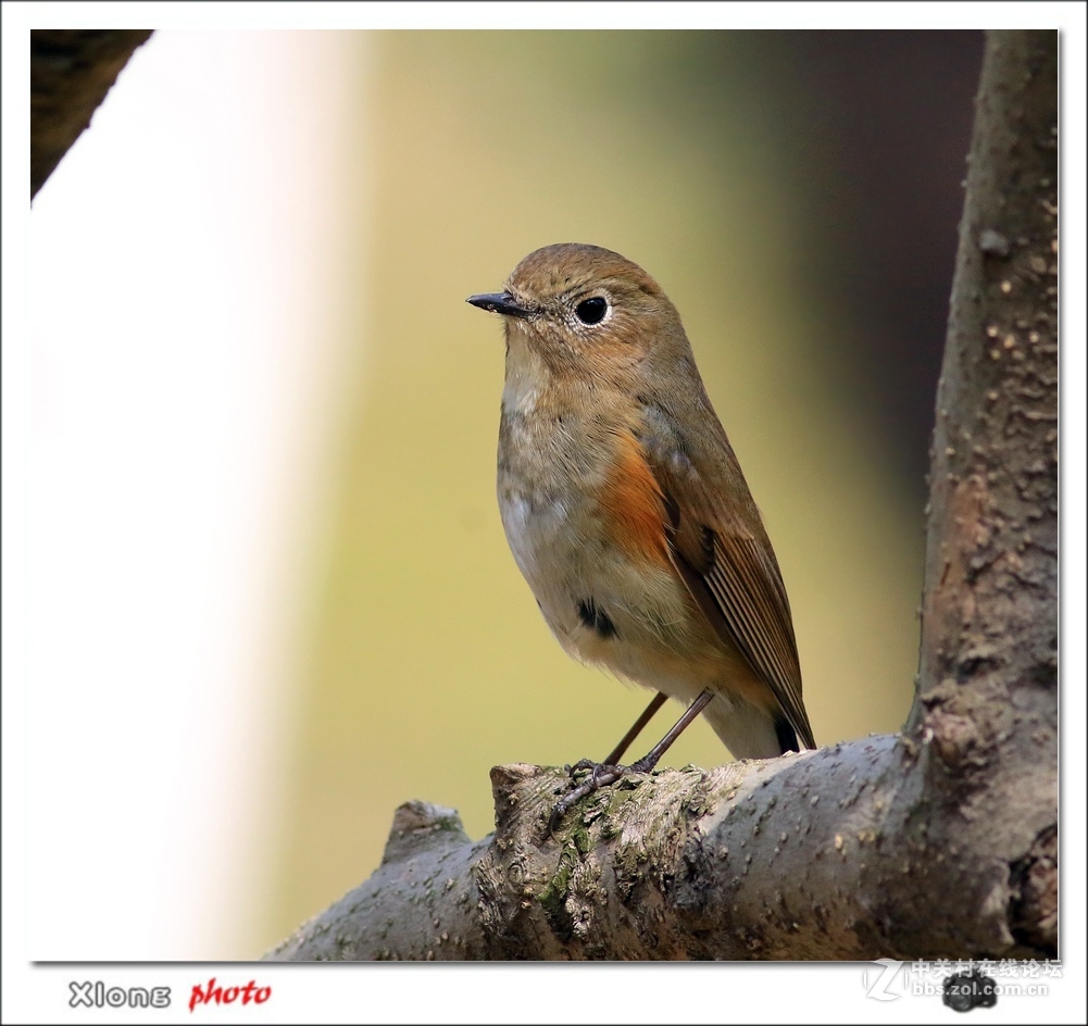 近拍红胁兰尾鸲