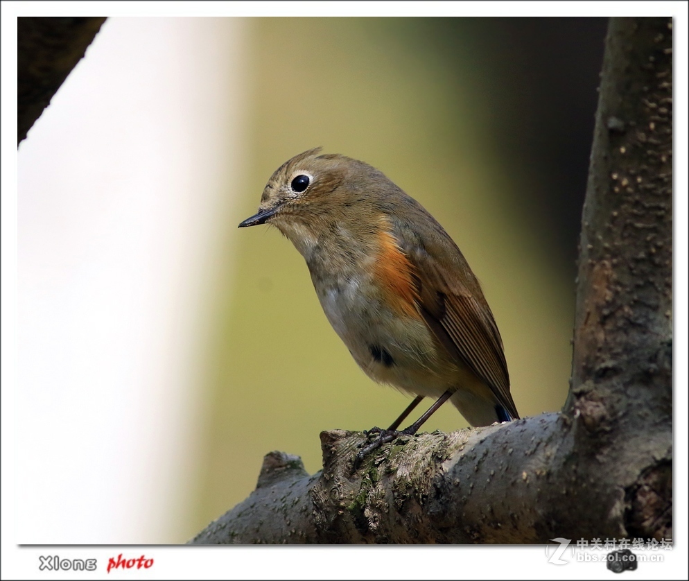 近拍红胁兰尾鸲