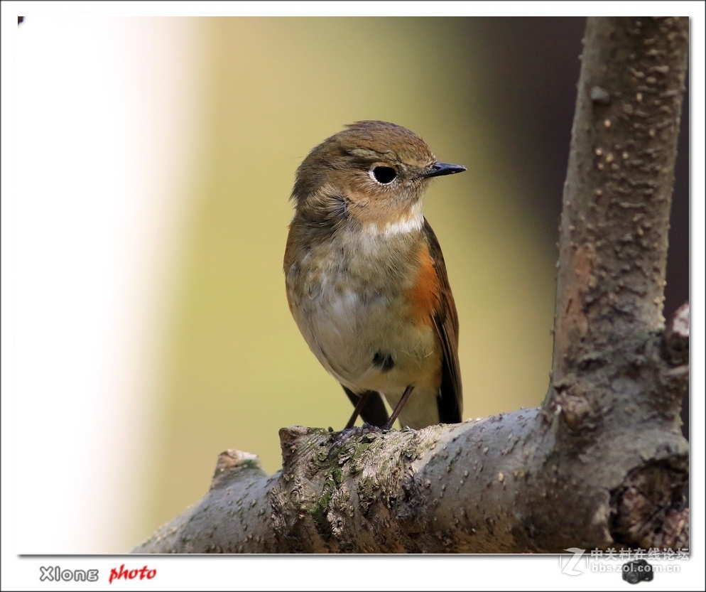近拍红胁兰尾鸲