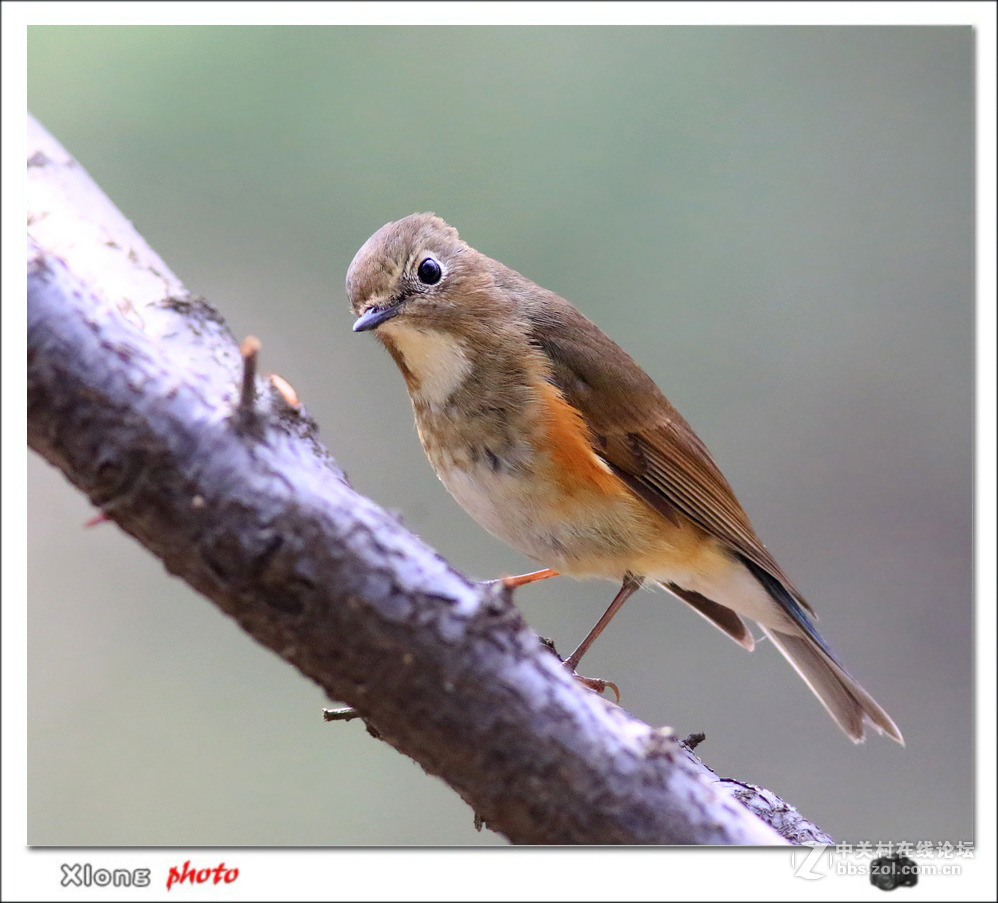 近拍红胁兰尾鸲