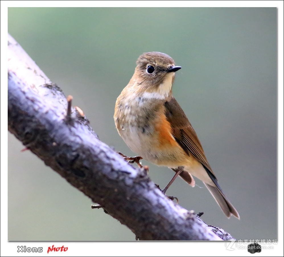 近拍红胁兰尾鸲