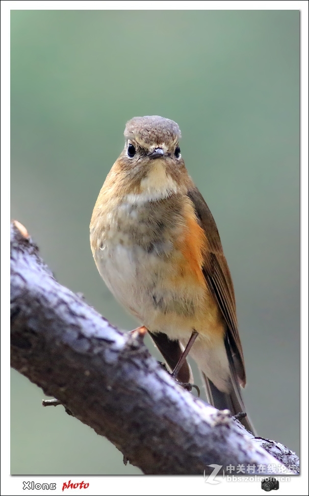 近拍红胁兰尾鸲