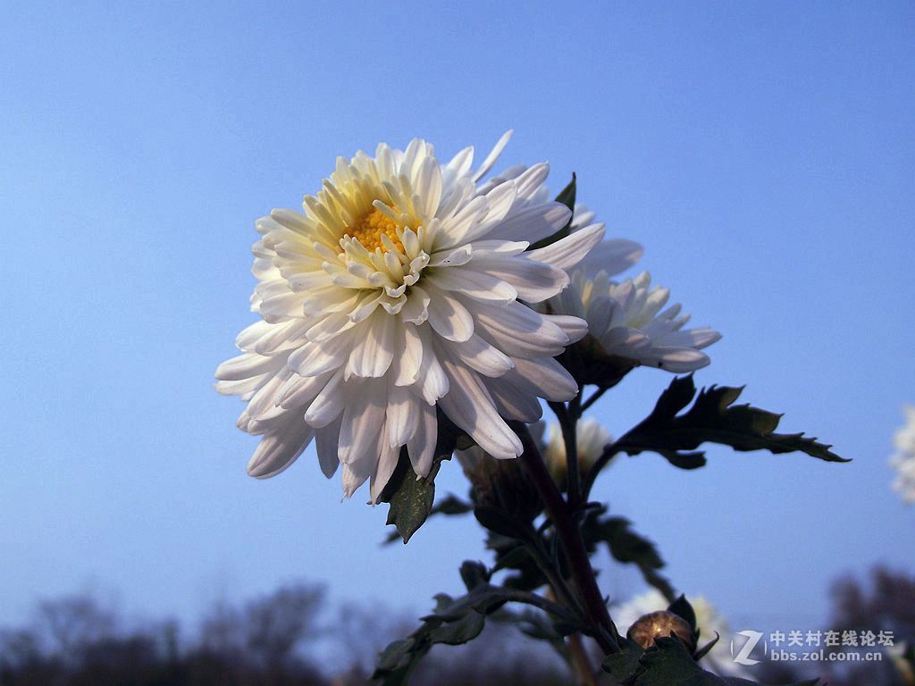滁菊-中关村在线摄影论坛