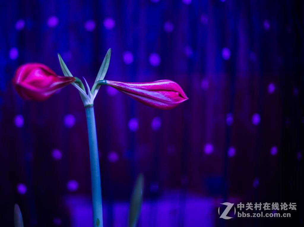 盛开的丹顶红