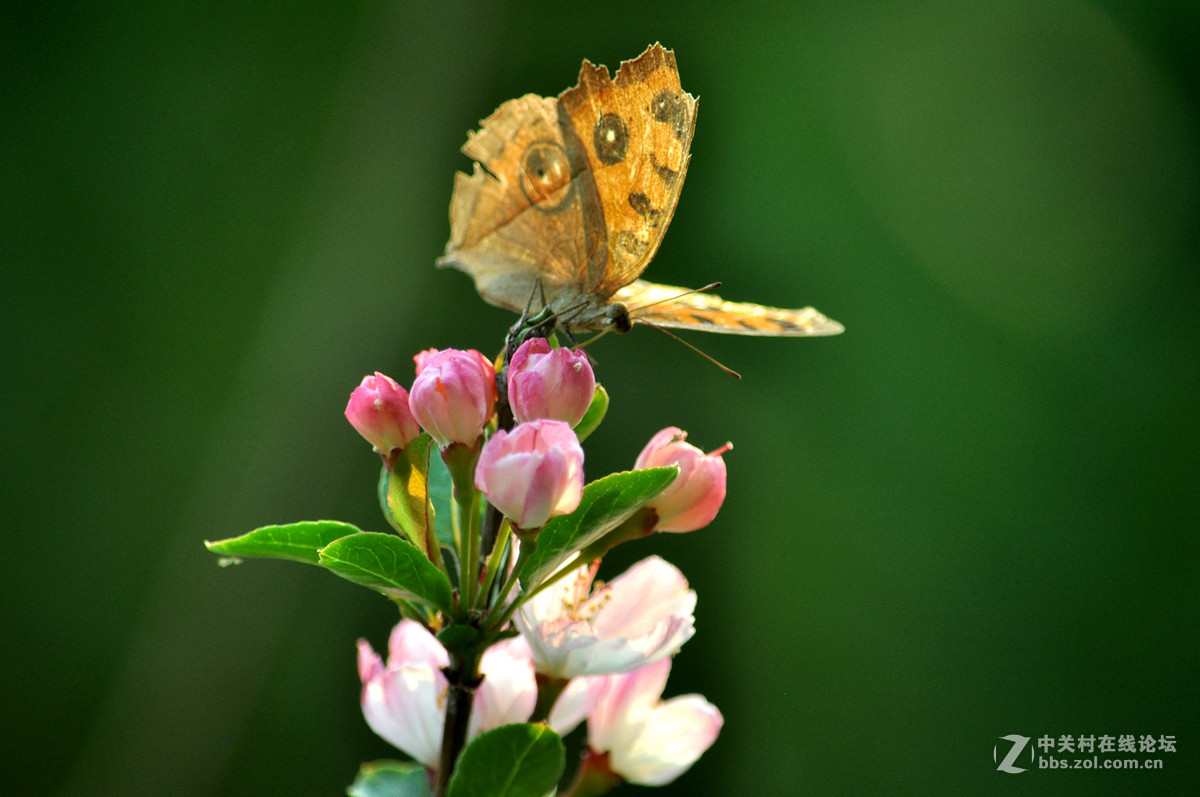 #我的清明# 清明，垂丝海棠闹春潮