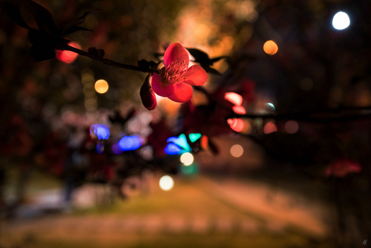 #春节美好瞬间#成都金沙太阳节（二）