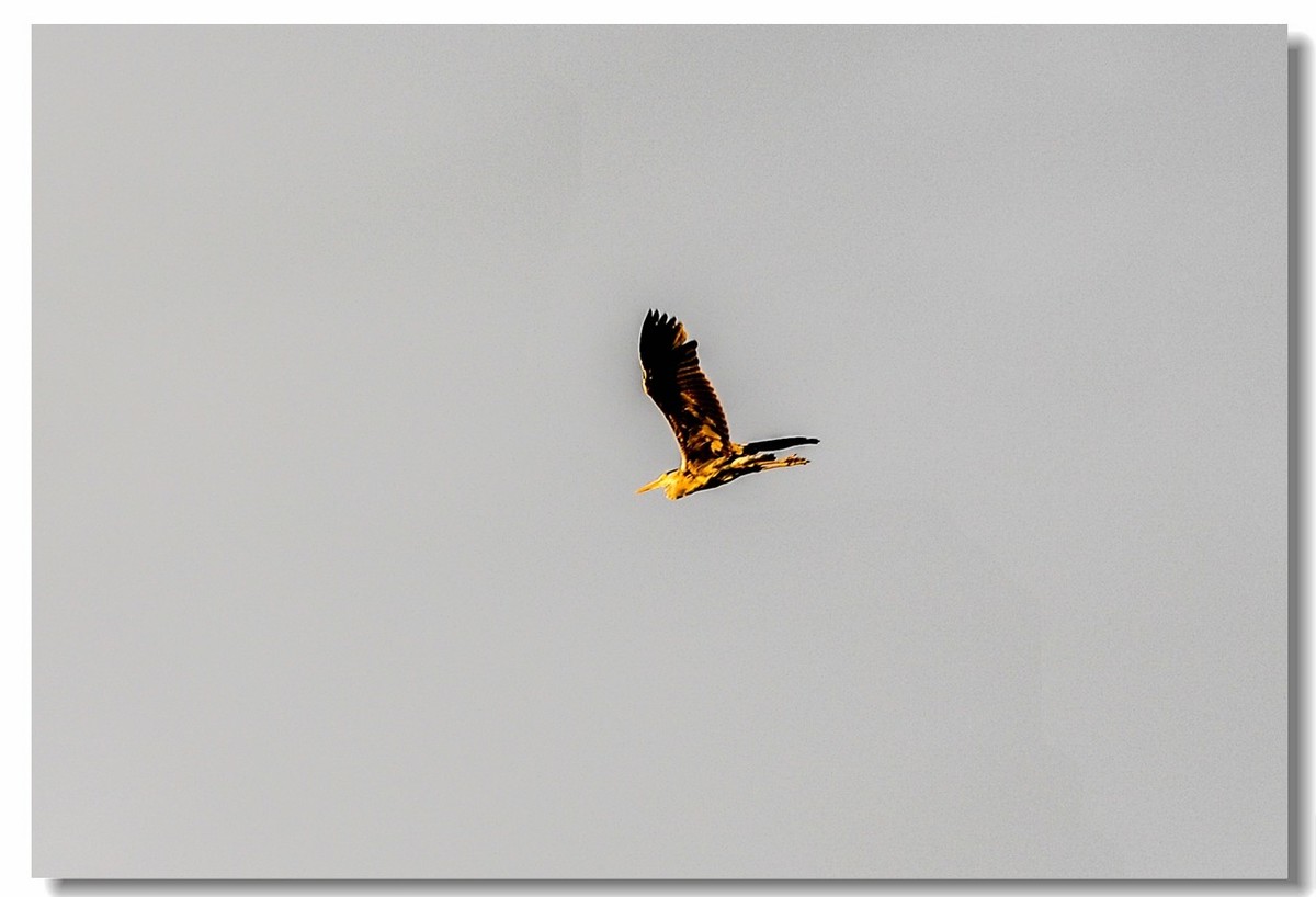 倦鸟归巢--怀恋故乡!!