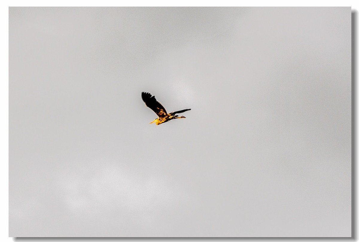 倦鸟归巢--怀恋故乡!!