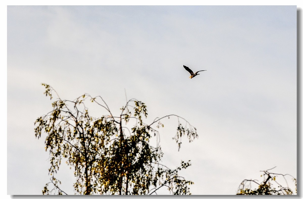 倦鸟归巢--怀恋故乡!!