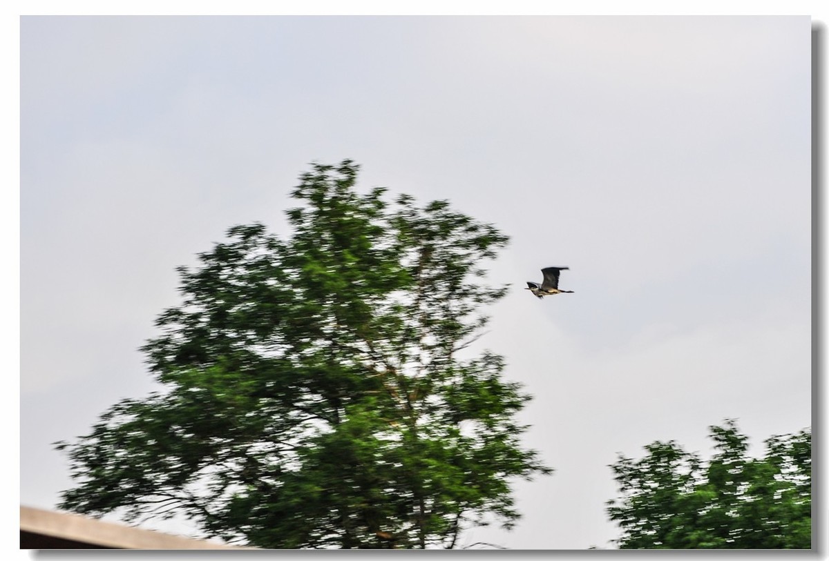 倦鸟归巢--怀恋故乡!!