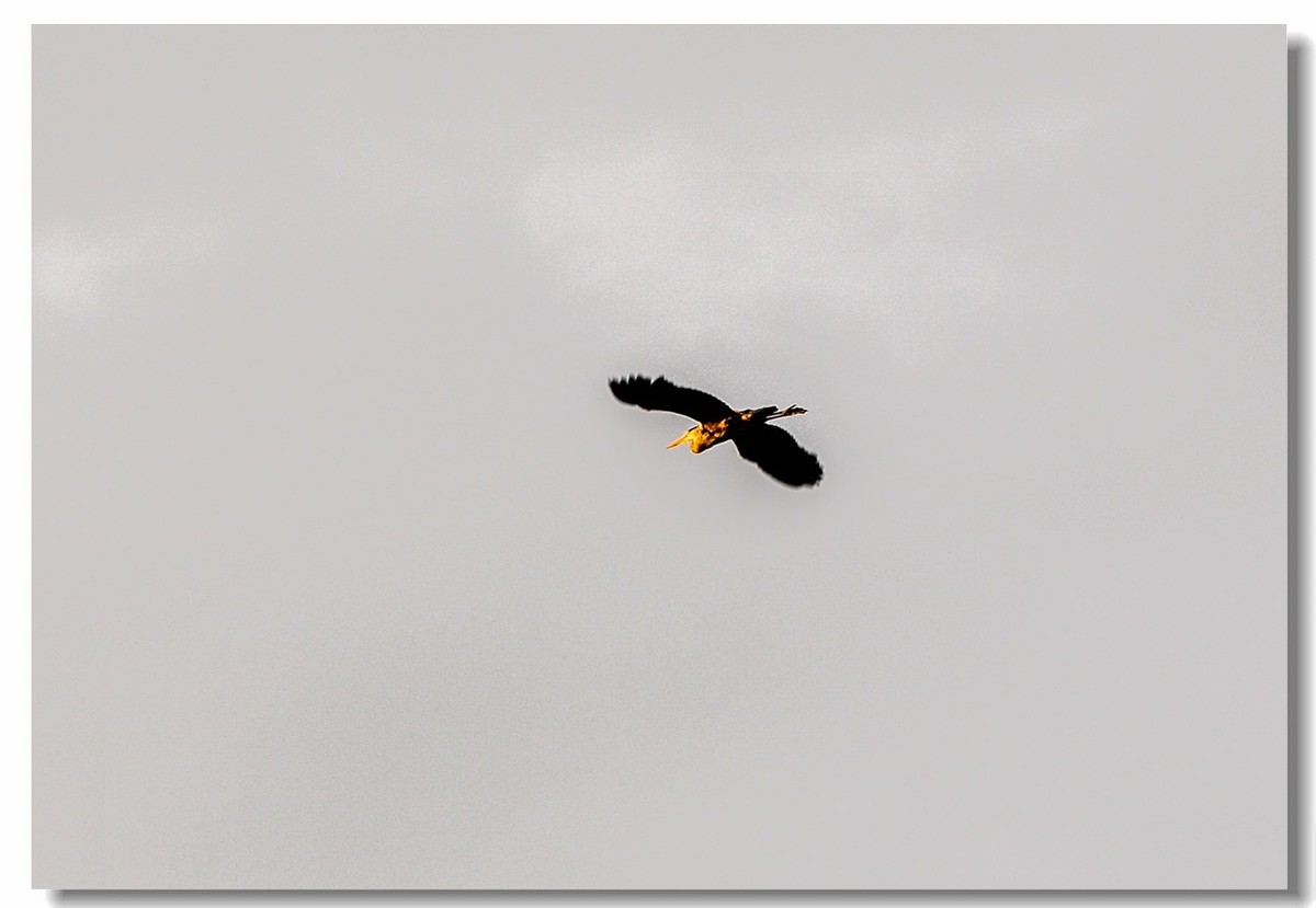 倦鸟归巢--怀恋故乡!!