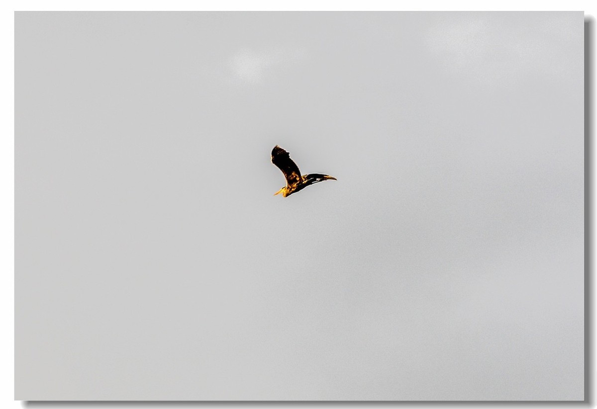 倦鸟归巢--怀恋故乡!!