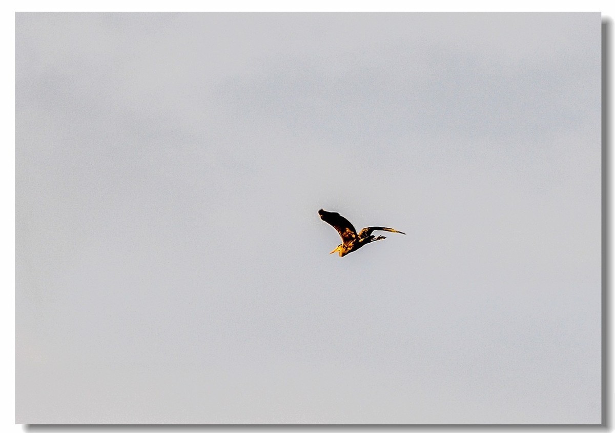 倦鸟归巢--怀恋故乡!!