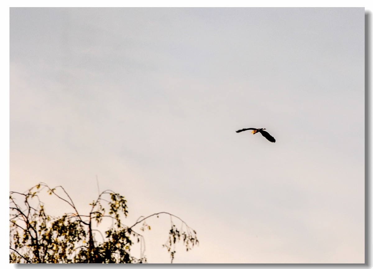 倦鸟归巢--怀恋故乡!!