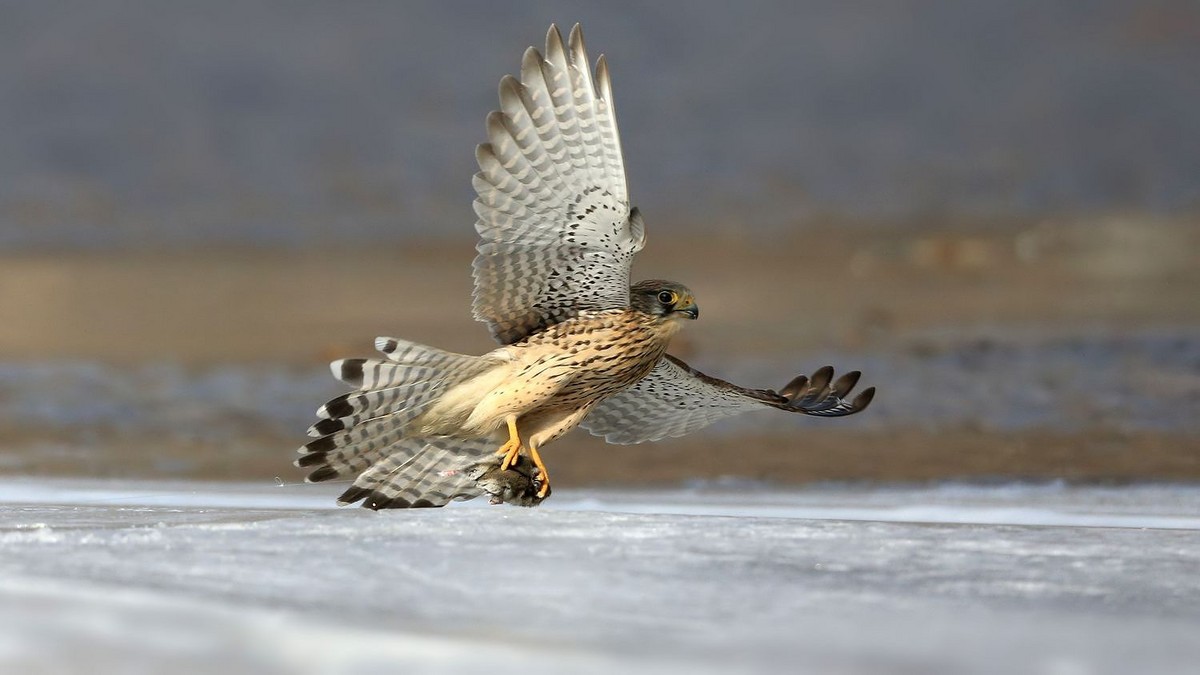 红隼捕食的瞬间