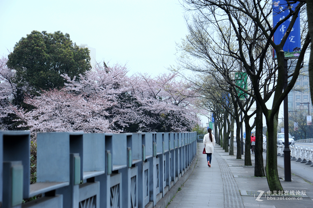 浪漫樱花季