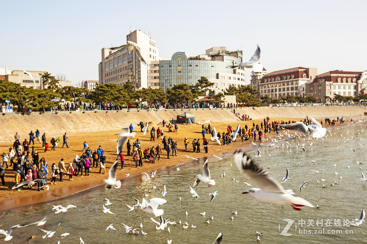 小小挽留海鸥20周年与爱同行