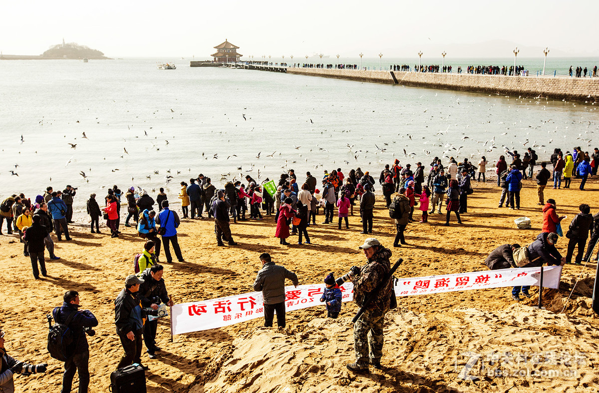 小小挽留海鸥20周年与爱同行