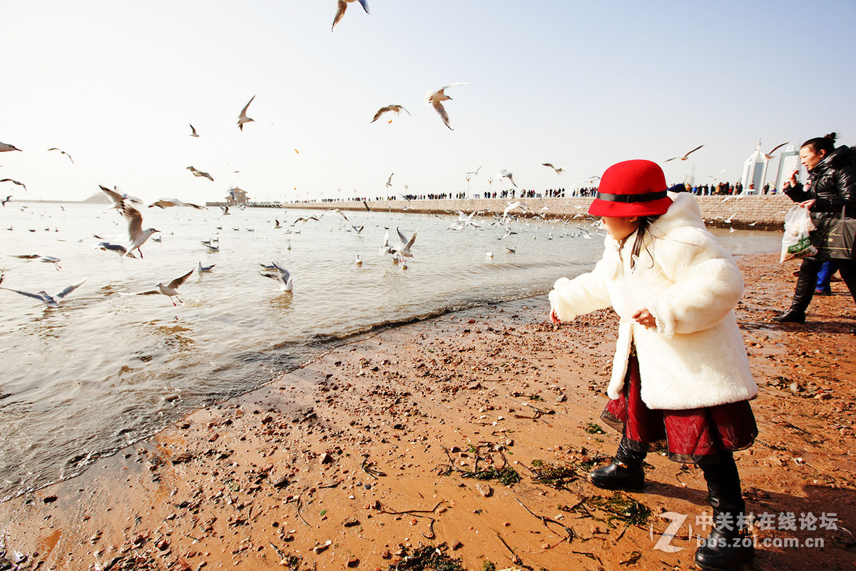 小小挽留海鸥20周年与爱同行