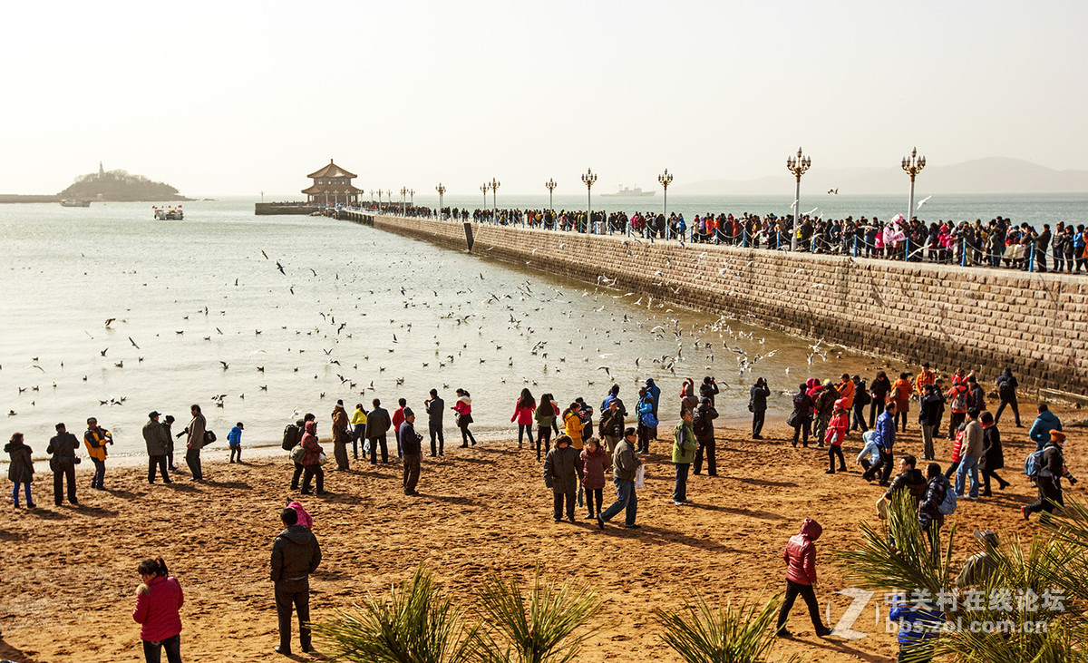 小小挽留海鸥20周年与爱同行